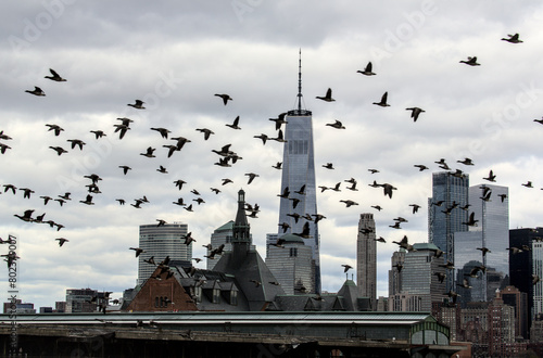 new york city skyline with large gaggle of canada geese flying in the foreground (skyscrapers background nyc) group of birds gray sky downtown manhattan buildings (liberty state park jersey city nj)