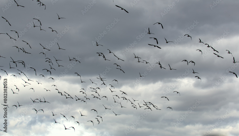 large flock of birds flying against a gray sky background (cloudy day) canada geese (canadian goose species) gray, grey black and white (bird gaggle) group fly migration migratory migrate large flock of birds flying against a gray sky background (cloudy day) canada geese (canadian goose species) gray, grey black and white (bird gaggle) group fly migration migratory migrate
