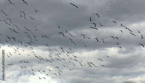 large flock of birds flying against a gray sky background (cloudy day) canada geese (canadian goose species) gray, grey black and white (bird gaggle) group fly migration migratory migrate