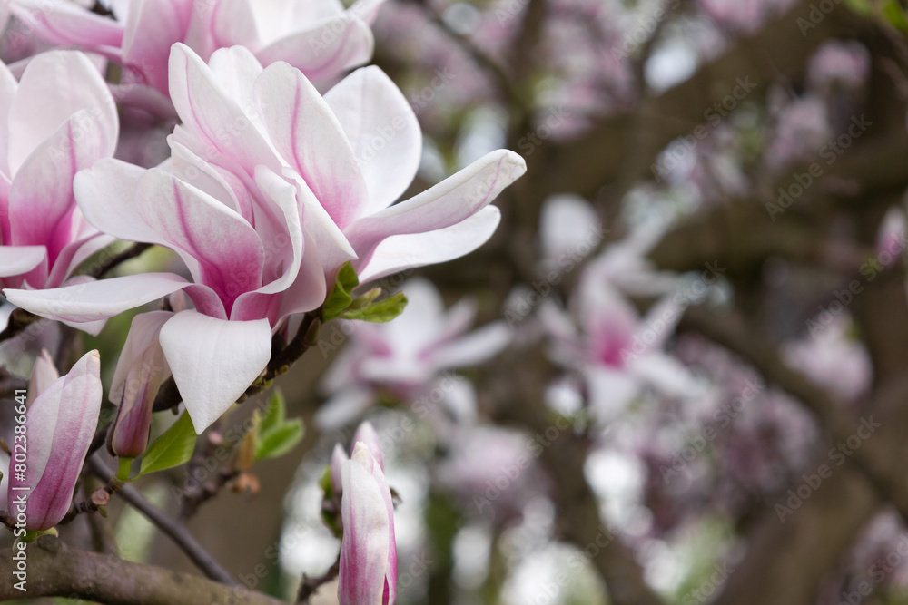 Pink magnolia flower against the background of other trees. Pink magnolia flower against the background of other trees.