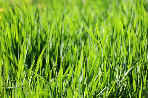 Light green grass in sunlight, blurred background. Fresh spring or summer nature, sunny meadow