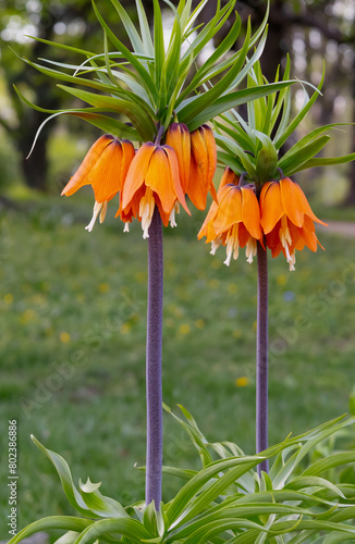 Crown Imperial Lily