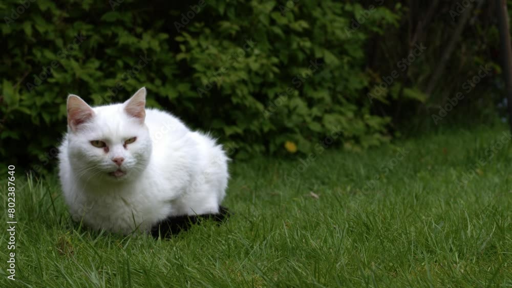 White cat relaxes on garden lawn White cat relaxes on garden lawn