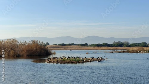 Video in the bird watching area in the natural area of the Llobregat delta, home to an important ecological and scenic value. Barcelona. photo