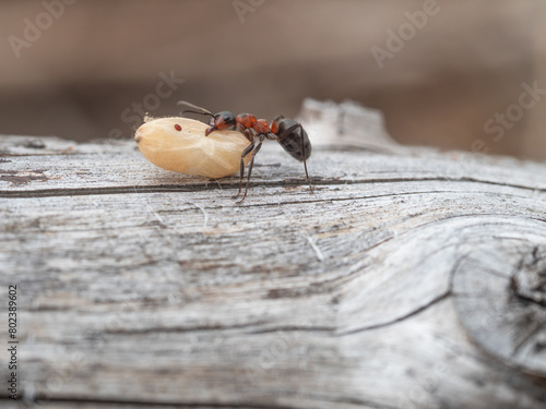 Fotografía Nahaufnahme einer Waldameise die eine Ameisenpuppe über einen Holzstamm transportiert