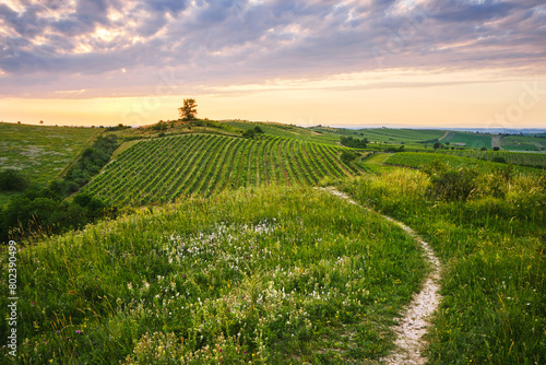 Valokuva Hills with vineyards with blossoming meadows with a solitary tree at the sunset with path