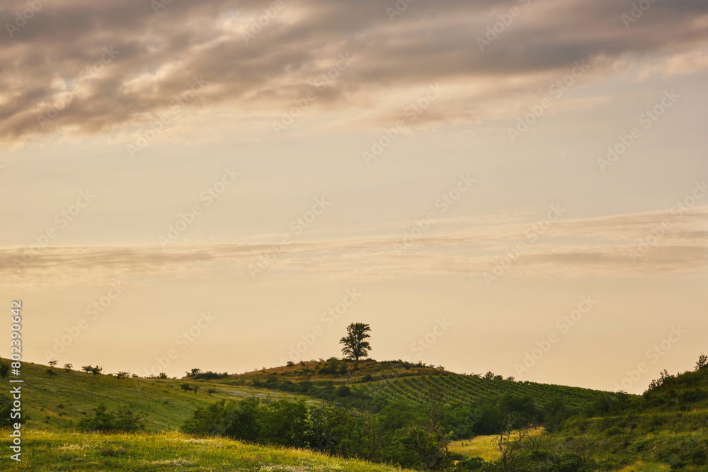 Large alone maple tree in the middle of the yellow flowery meadow in as summer sunny orange evening surrounded by vineyards with orange clouds above and with and with a low bush