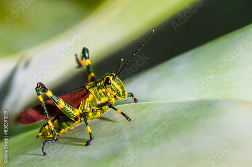 Canvas Print Brazilian Grasshopper