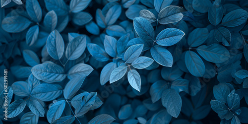 blue plant leaves in the nature in fall season Blue plant leaves contrast with a blue background Nature background of blue leaves in peaceful and refreshing atmosphere