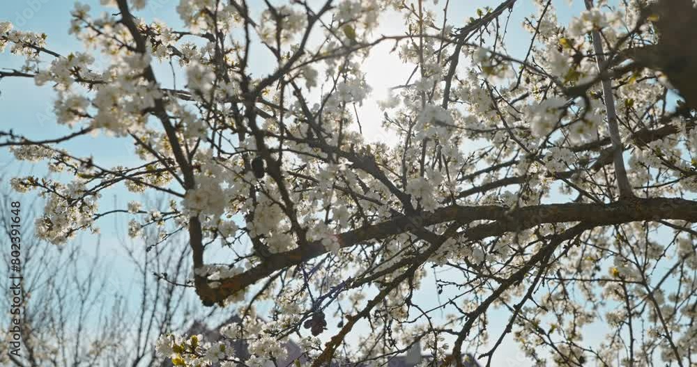White Blossom Flowers on Fruit Tree Branch in Orchard Garden. Sunny Blue Sky. Bright Spring Day. 4K 10-bit White Blossom Flowers on Fruit Tree Branch in Orchard Garden. Sunny Blue Sky. Bright Spring Day. 4K 10-bit