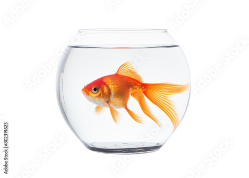 A vibrant goldfish with delicate fins and scales  swimming gracefully on a transparent background. Generative AI