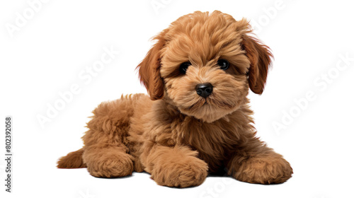Cute Stuffed Puppy on transparence background