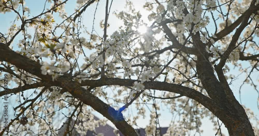 White Blossom Flowers on Fruit Tree Branch in Orchard Garden. Sunny Blue Sky. Bright Spring Day. 4K 10-bit White Blossom Flowers on Fruit Tree Branch in Orchard Garden. Sunny Blue Sky. Bright Spring Day. 4K 10-bit