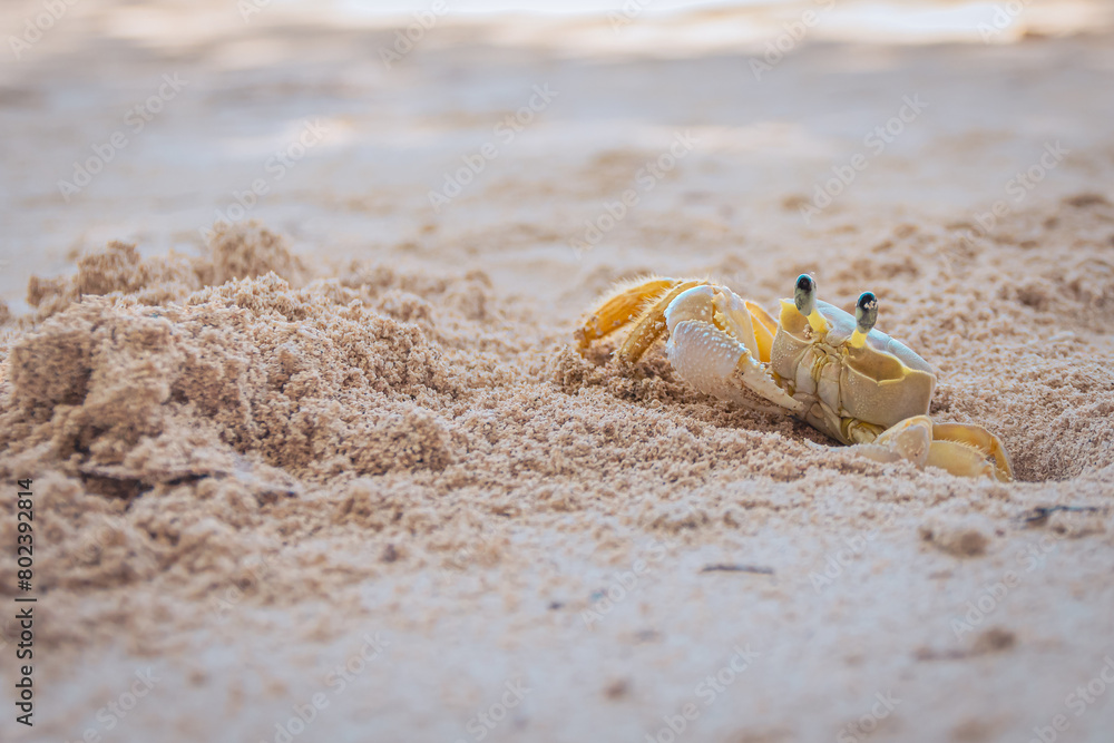 Crabe jaune de La Martinique, Antilles Françaises, sur une plage de sable blanc, qui sort de son trou. Crabe jaune de La Martinique, Antilles Françaises, sur une plage de sable blanc, qui sort de son trou.