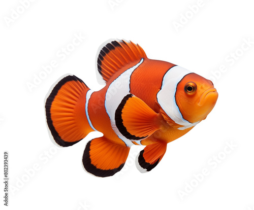A vibrant clownfish with striking orange and white stripes, isolated on a transparent background. Generative AI 