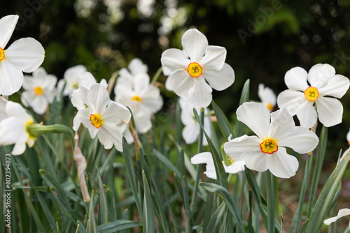 White narcissus (daffodils) bloom in the garden.