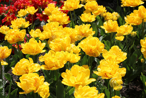 Yellow tulips in the flower park in april	
