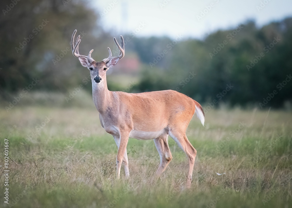 Adorable White-tailed deer looking at the camera while wandering in the field Adorable White-tailed deer looking at the camera while wandering in the field