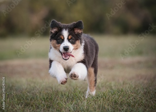 Australian Shepherd puppy running in a meadow