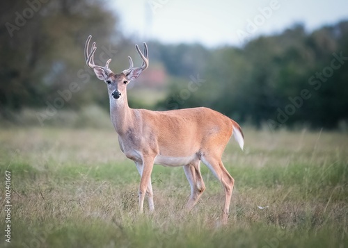 Adorable White-tailed deer looking at the camera while wandering in the field