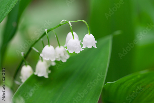 Soft focus, defocused background. Spring flowers lilies of the valley.