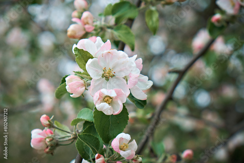 A blooming apple tree in a spring garden. Close-up of flowers on a tree. Selective focus