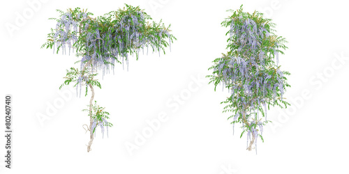 3D illustration of a Clematis Montana creeper tree on transparent background, climber plant