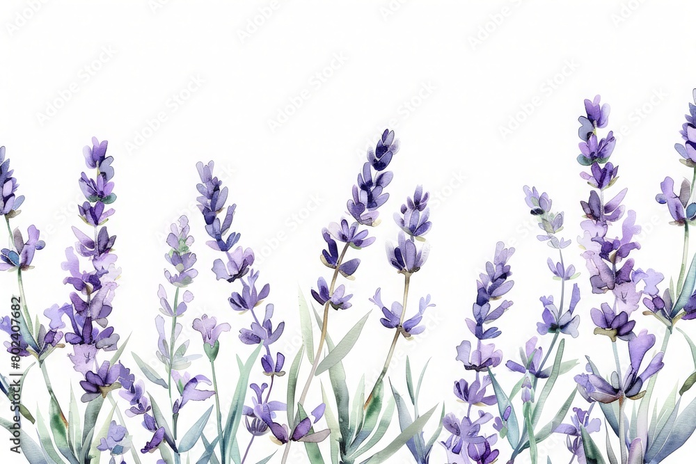 Naklejka premium Watercolor illustration of lavender branches on a white background. Artistic banner of beautiful flowers drawn by hand.