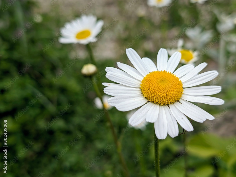 Beautiful white yellow Spring flowers background, seasonal wallpaper Beautiful white yellow Spring flowers background, seasonal wallpaper