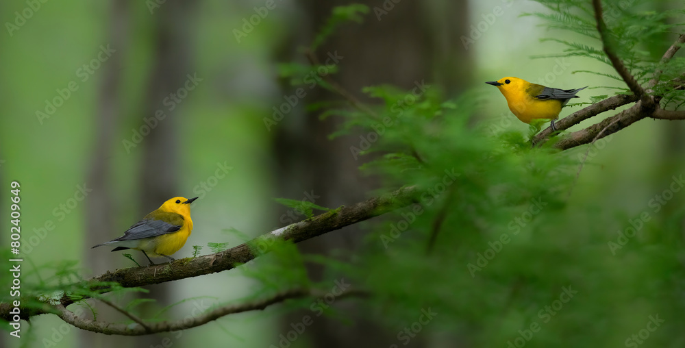 Obraz premium two prothonotary warblers in forest on a branch