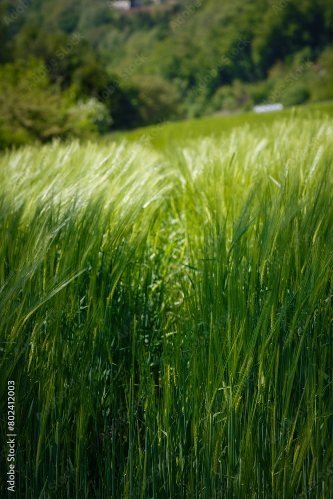 A green wheat field up close with path in it. A green wheat field up close with path in it.