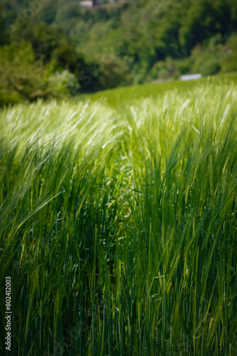 Wallpaper Mural A green wheat field up close with path in it. Torontodigital.ca