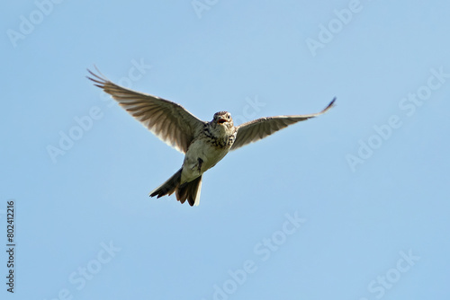 Eurasian skylark (Alauda arvensis) © dennisjacobsen