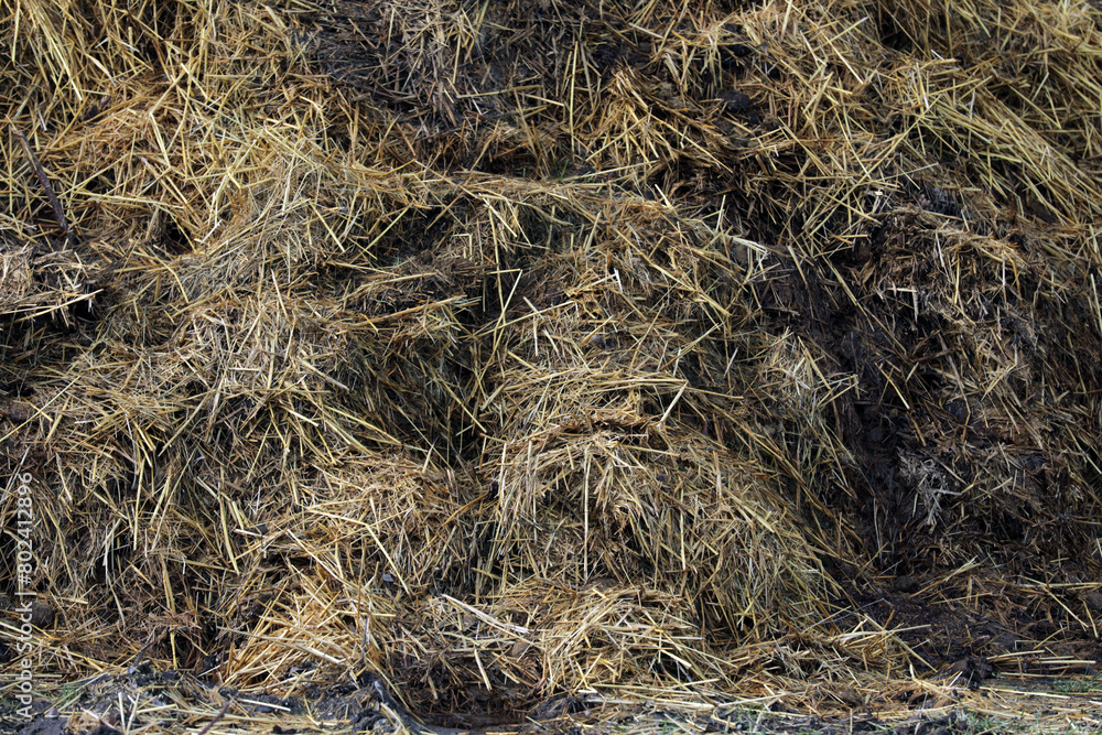 Horse manure Horse droppings dung in a field Horse manure Horse droppings dung in a field