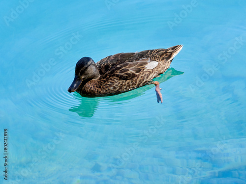 Background of one duck swimming and reflecting in the turquoise water of a lake