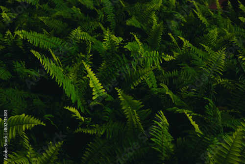 Green fern leaves in the forest. Natural green background. Close up.