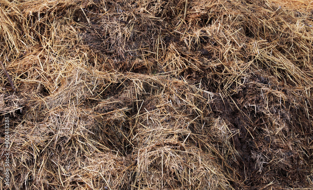 Horse manure Horse droppings dung in a field Horse manure Horse droppings dung in a field