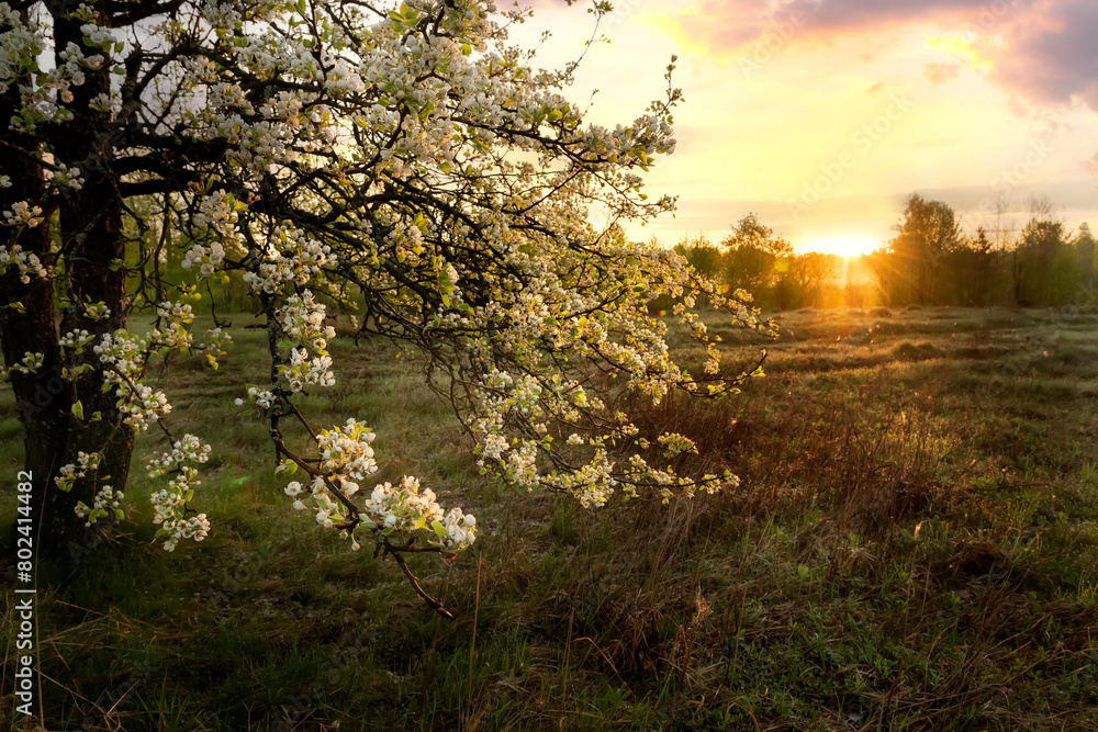 Fototapeta premium blooming pear tree on a green meadow in the first rays of sunshine.