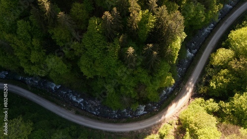 the road in the forest