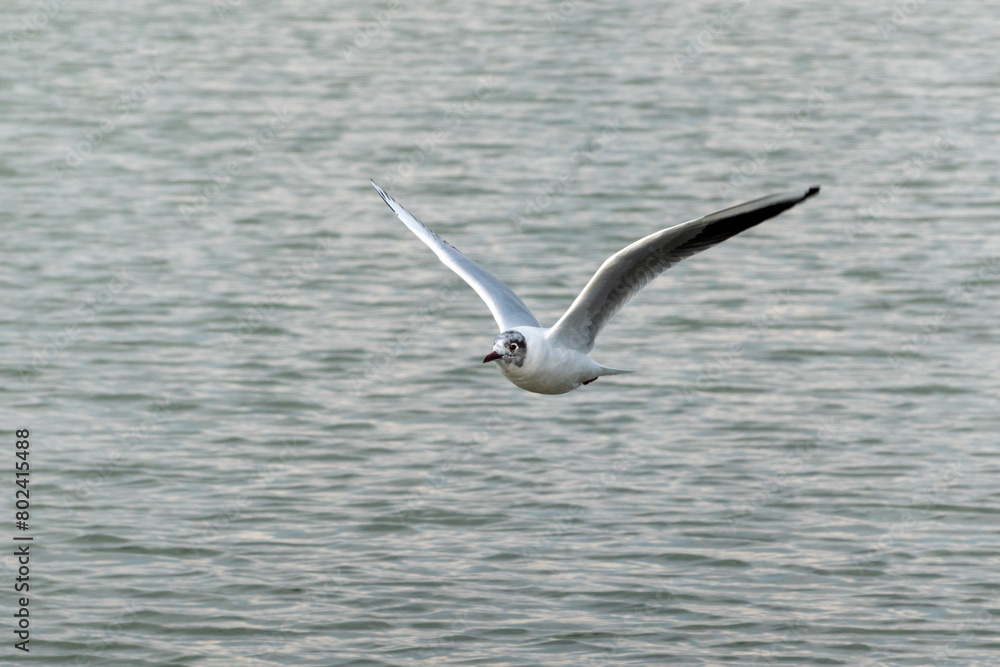 Seagull flying on beautiful blue sky above the sea Seagull flying on beautiful blue sky above the sea