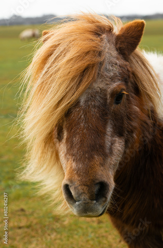 Portrait of Shetland Ponies in The New Forest