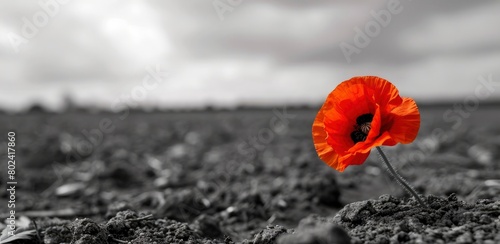 A red poppy flower in the foreground of an empty field photo