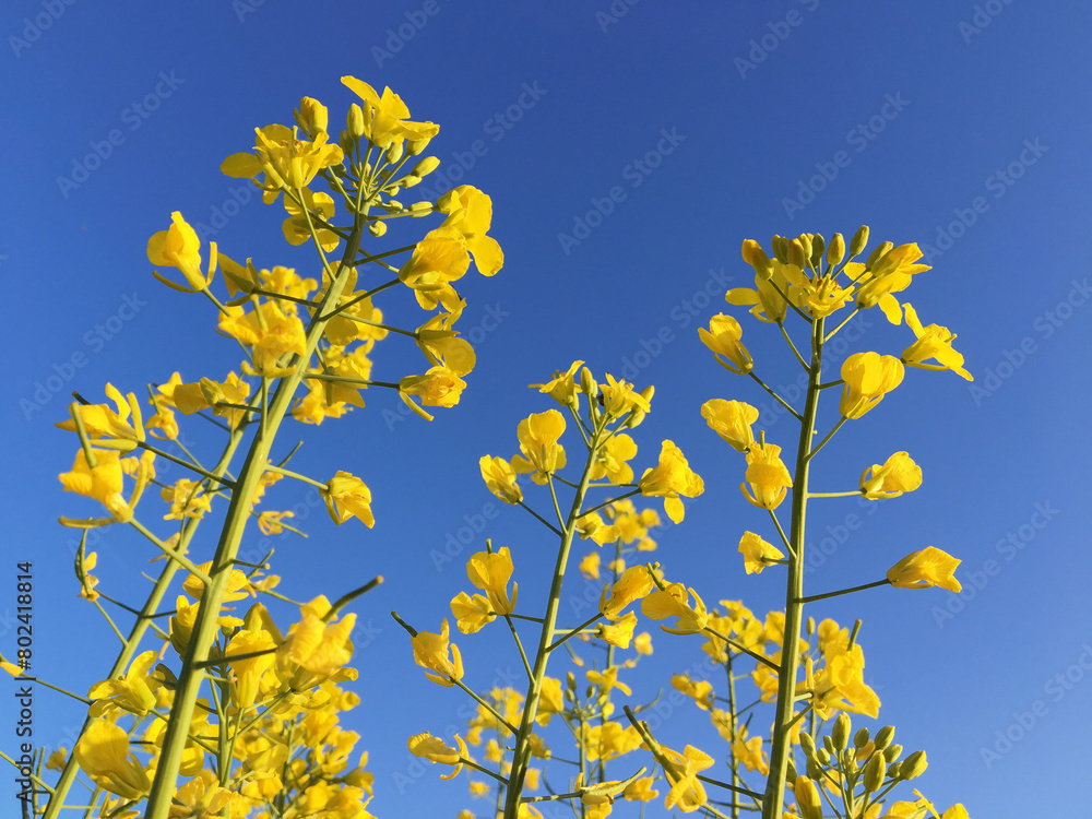 Yellow rapeseed flowers on a blue sky background