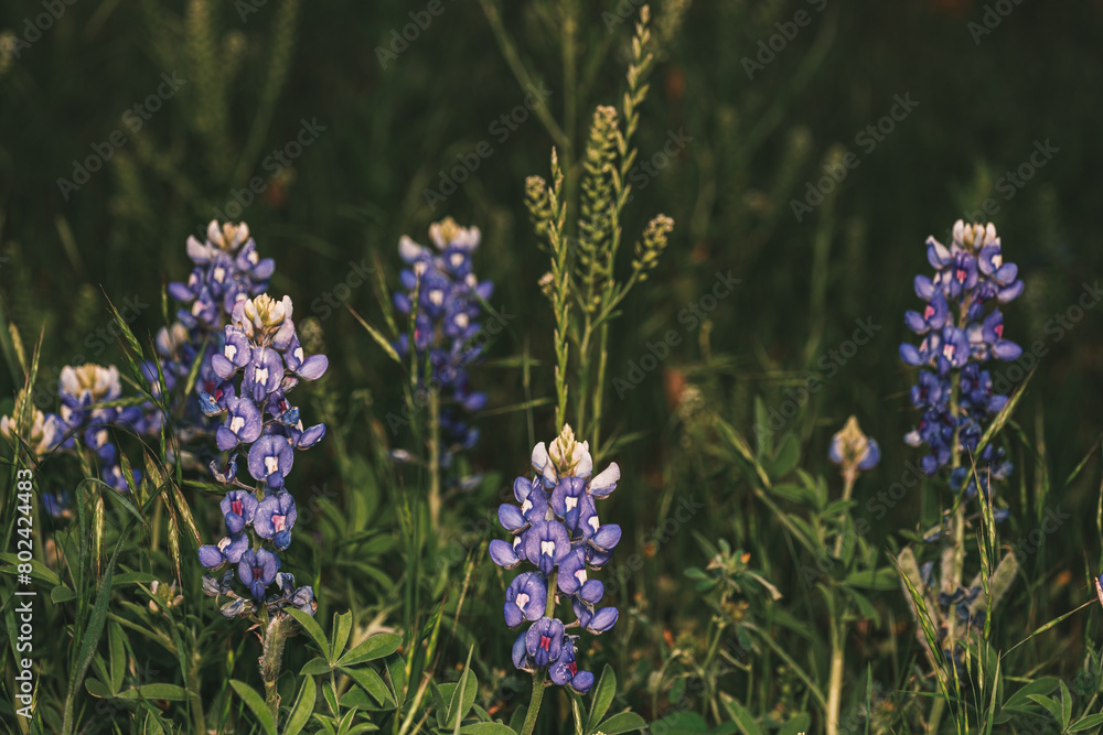 Obraz premium texas bluebonnets
