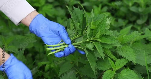 A man collects nettles in the forest to make medicine or to use as a salad ingredient