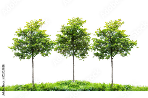 Nature  trees and garden with forest and green plants isolated on white background.