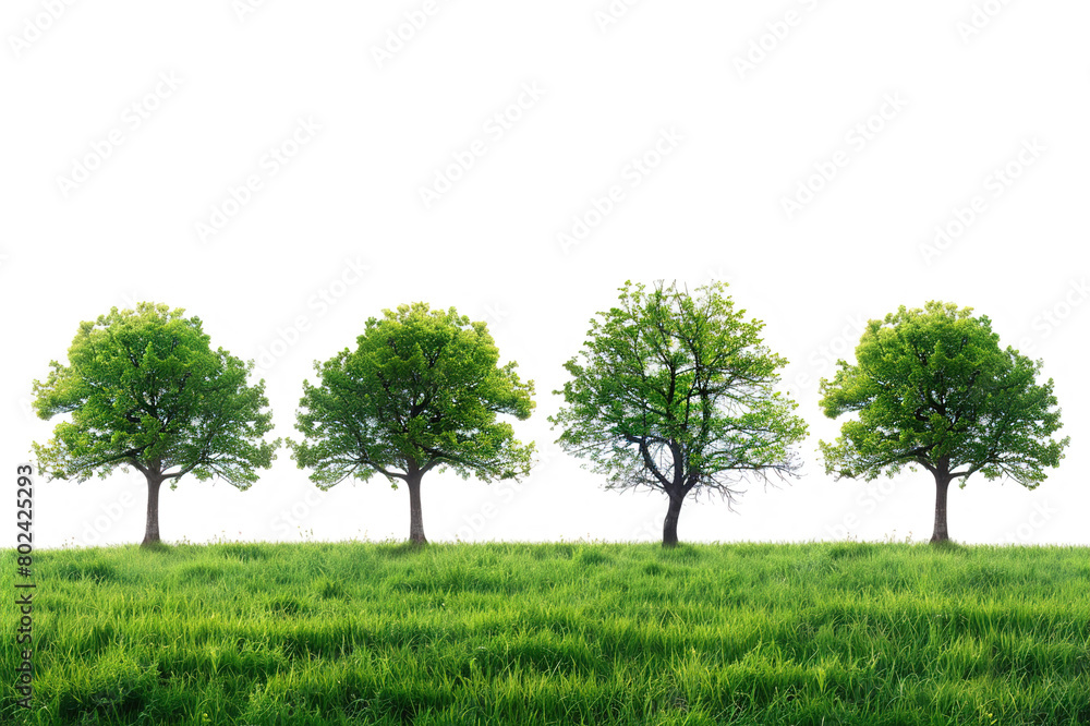 Obraz premium Nature, trees and garden with forest and green plants isolated on white background.