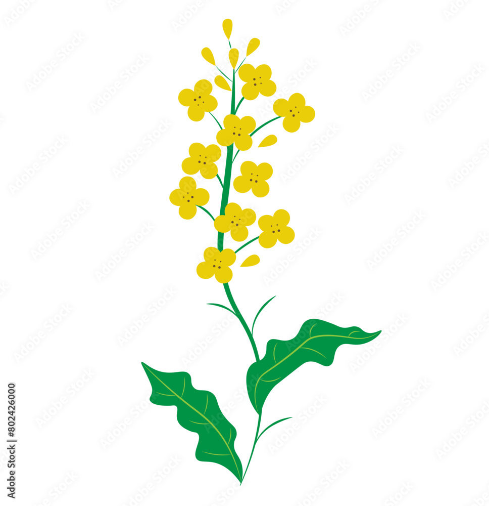  rape with yellow flowers on white background