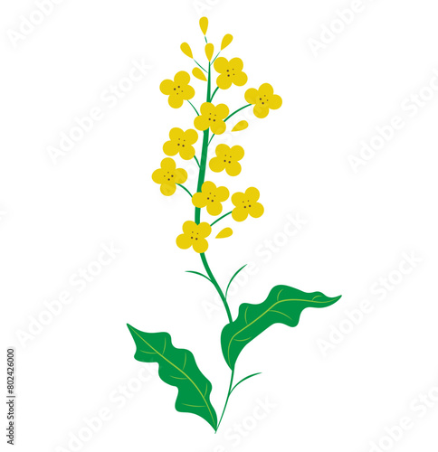  rape with yellow flowers on white background