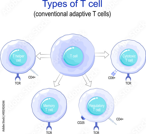 Types of T cell